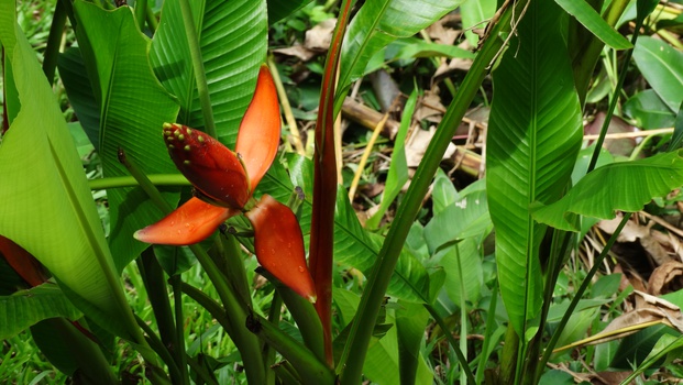 Borneo: Descubre Sabah  9D/6N