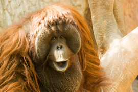 Borneo: Descubre Sabah