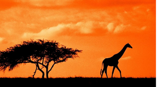 El Cairo y Safari Kenia