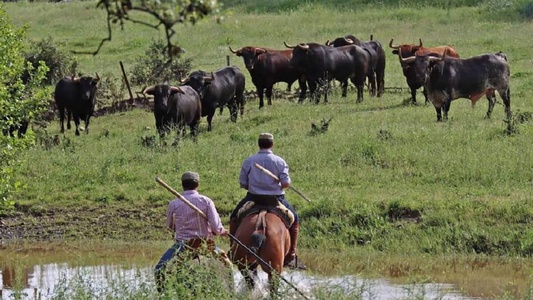 VIAJE A GANADERIA ARAUZ DE ROBLES DIA 28-03-2026