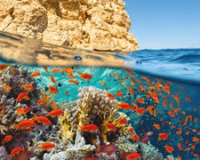 PARAISOS DEL MAR ROJO