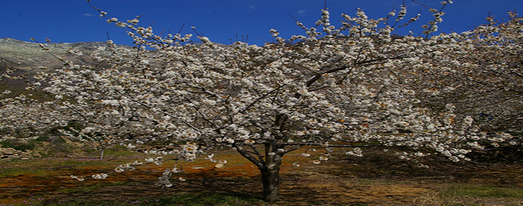 EXTREMADURA AMB TREN
