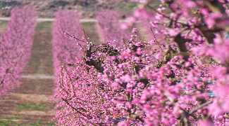 FLORACIÓ DELS PRESSEGUERS A AITONA