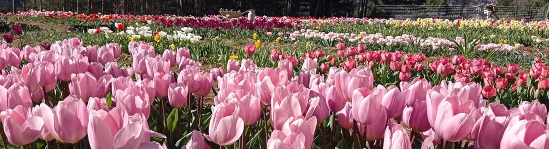 "Diada de Sant Jordi" Tulipmania a Saldes