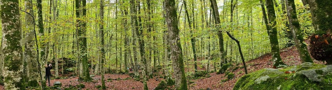 La Garrotxa i carruatges a La Fageda de'n Jordà