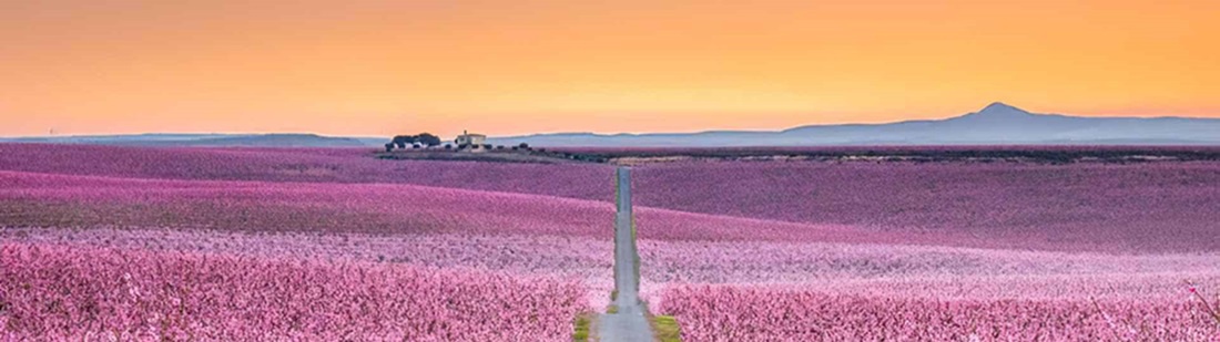 Pel Segrià, Camps de flors a Aitona