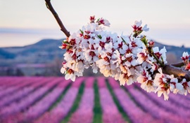 Pel Segrià, Camps de flors a Aitona